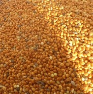 Yellow millet