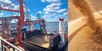 Milling Wheat FOB Novorossiysk Russia in June 2020