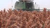 Sorghum harvesting in October 2020